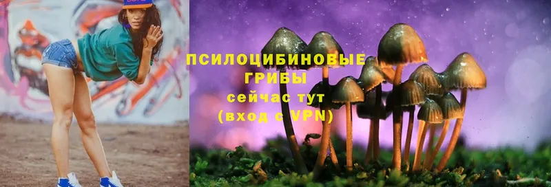 ОМГ ОМГ как зайти  Димитровград  Псилоцибиновые грибы Cubensis  наркошоп 